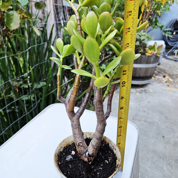 Ruby Jade Tree - Picture 4 of 4